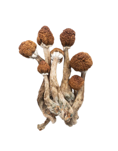 dry psilocybin mushrooms